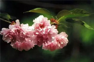 看发布现场 2019上海樱花节3月15日开幕,送上最全赏樱攻略