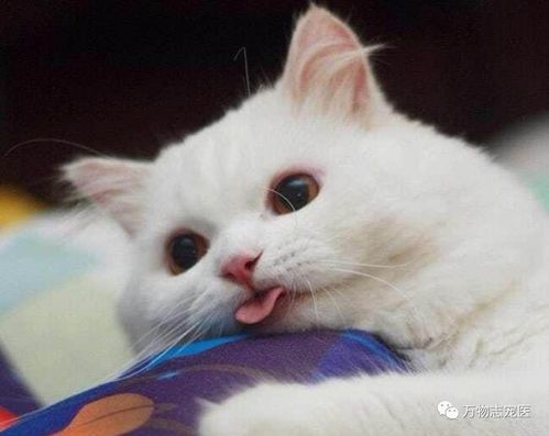 猫咪为什么吐舌头