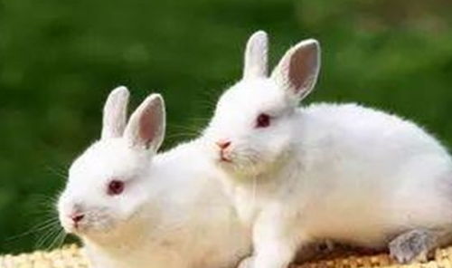 不同兔年出生的属兔人,他们各自的命运如何 为人又怎么样