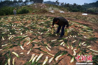 广西农民晾晒大头菜 10万斤铺满山头 