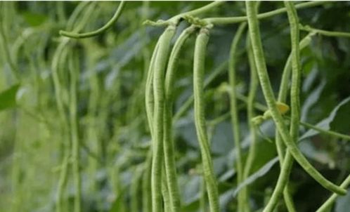 种植豆角,豆角产量低的四大原因,提高豆角产量的方法