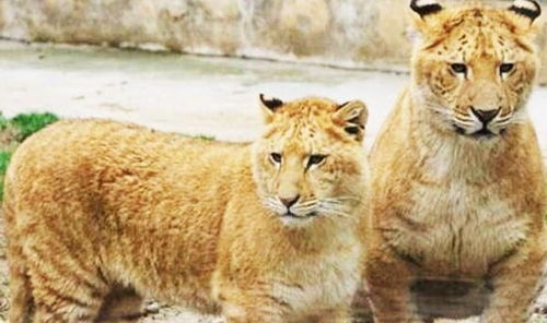 2个不同类的动物,交配后能生出什么新品种 狮虎兽 比我还丑