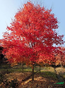 红枫天牛蛀干害虫防治 破解苗圃地红枫天牛难防治的技术问题 红枫养护管理