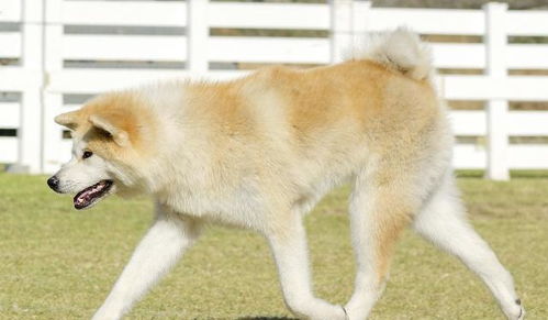 秋田犬的生活习性,你都了解吗