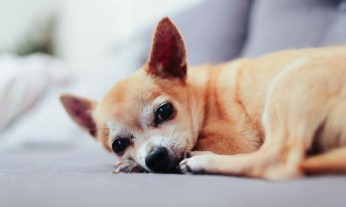 让主人闻风丧胆的犬细小病毒,做到5点,让狗狗尽量远离它