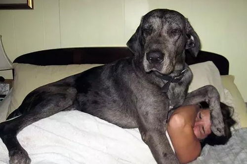 这个世界上最大的狗狗,体型大内心却住着个宝宝,各种日常卖萌