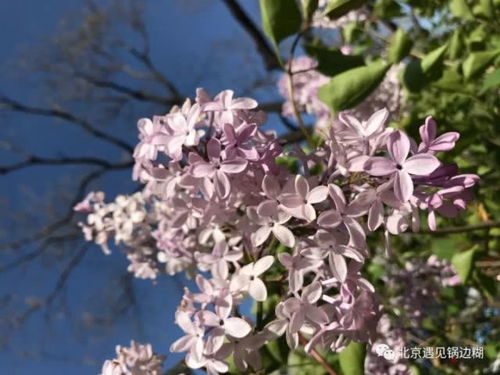 丁香花的来历