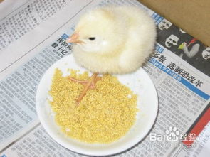 小鸡吃干的小米会死吗 小鸡多大不用泡小米了