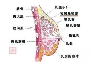 女生跑步真的会让胸变小吗