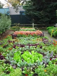 如果你有个漂亮的院子,你会用来种菜吗