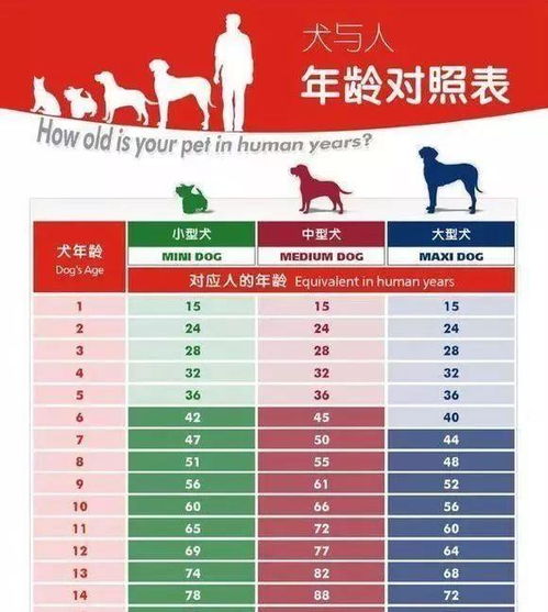 你知道如何判断狗狗的真实年龄吗 这里教你四种方法