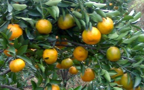 用桔子种子种出来的橘子树能结出桔子么 