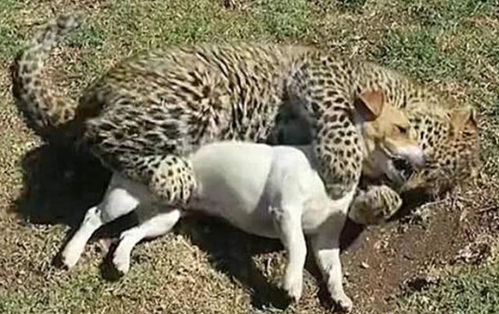 主人收养一只小豹子,让狗狗陪伴豹子一起生活,结果一陪就出事了