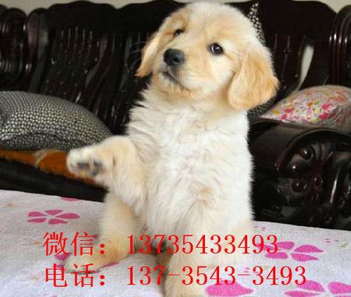 西安犬舍出售纯种金毛犬狗市场在哪 网上有卖狗买狗