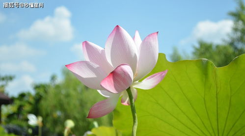 7月中旬财运如彩虹,3大生肖有贵人相助,全家人过好日子