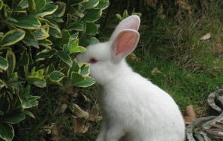 小测试 哪个兔子看起来最可爱 测你心里年龄多大,超准哦 