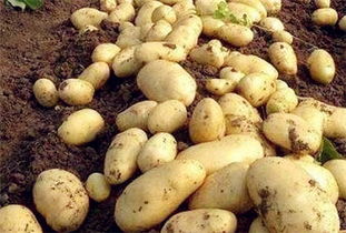 三月份可以种土豆吗 土豆几月份种植 附全国各地土豆种植时间