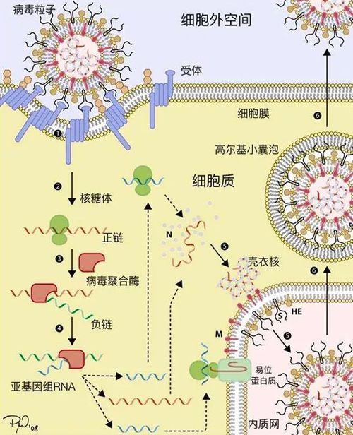 新冠病毒的后遗症能治好吗能活多久（新冠病毒的后遗症能治好吗能活多久啊） 第1张