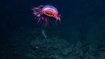 超美 深海现罕见 烟花水母 史上仅被看到过10余次 