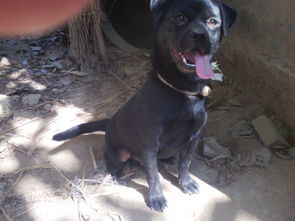 请问狗狗品种 浑身黑毛,没一点杂色,毛光亮且短,中型犬 图片大约4月龄 