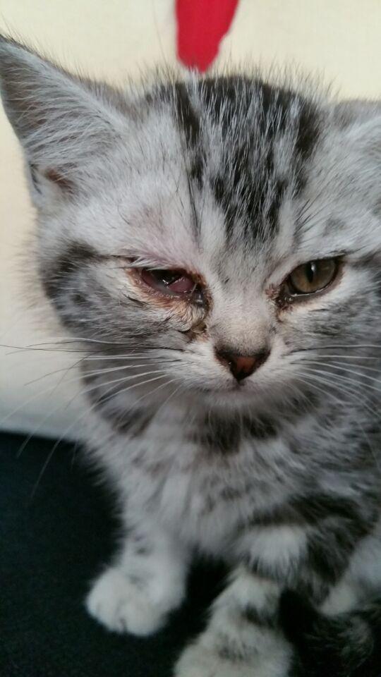 奶猫眼睛发炎流脓睁不开（猫咪眼睛睁不开都是脓怎）