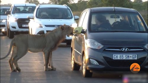路上遇到狮子想开车门上车 