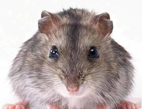 世界上胆子最小的动物,前三都是鼠科,图四太可爱了