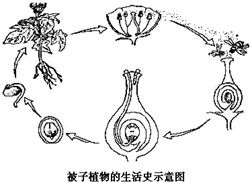 被子植物生活史示意图 搜狗图片搜索