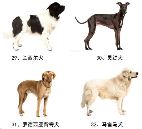 武城县人民政府关于划定养犬重点管理区的通告丨50种禁养犬和收费标准看这里