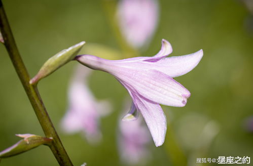 在1月下旬,烦恼散去,喜气盈门,心想事成的三大星座