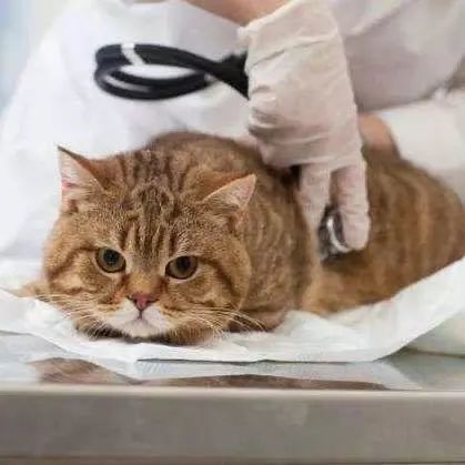 小心肝儿 猫和人一样,也会得肝炎吗