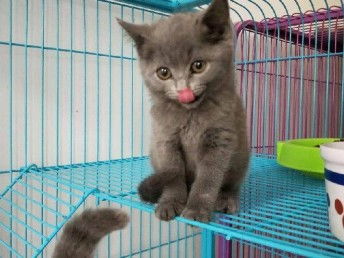图 常年出售北京宠物猫蓝猫保健康签协议送货上门 北京宠物猫 