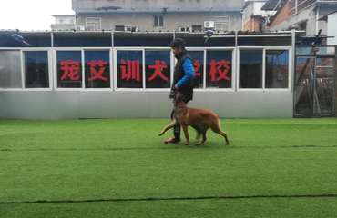 哪里有训犬学校哪里有宠物训练学校哪里宠物训犬 南昌宠物训练 