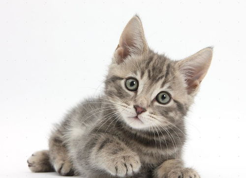 小猫喂养全攻略 养一只健康可爱的小猫咪需要知道的6件事情