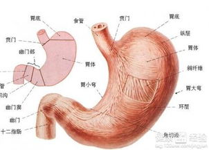 胃溃疡最佳治疗方法是什么