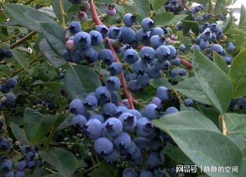 蓝莓太贵 尝试自己在家种,养护简单,注意这几点即可