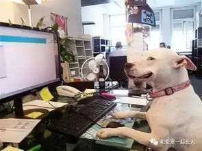 小议办公室究竟能不能养狗 
