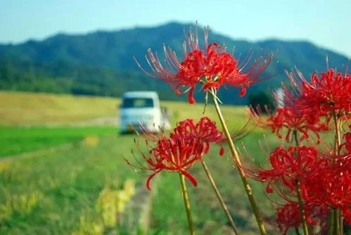 美丽彼岸花,难得一见