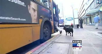美国有这么一只汪星人,每天自己坐巴士去公园散步回家.....这只狗成精了... 