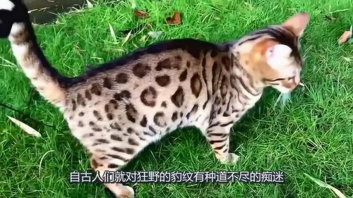 为什么一定要养一只孟加拉豹猫 