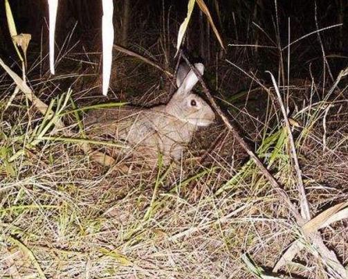 澳大利亚兔子泛滥成灾,为何在我国成不了气候