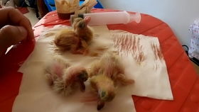 四个月的鸽子,不要让它们配对,如果配对下蛋,对母鸽伤害很大的