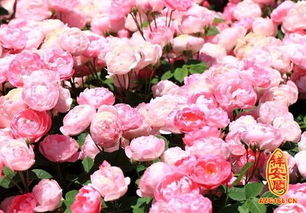 蔷薇花的寓意有什么,家庭种植蔷薇花有什么好处，蔷薇花是绿花遮阴的好帮手