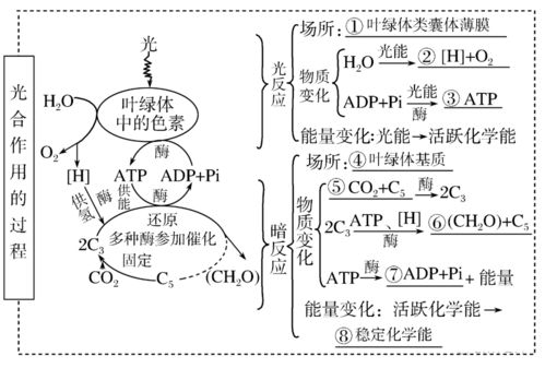 光合作用的意义,光合作用的意义是什么？