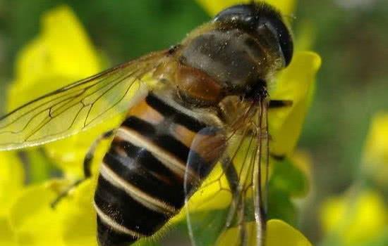 冷知识 为何蜜蜂蛰人之后就会死去,大部分人都不知道其中原因
