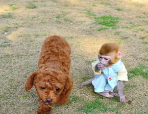 饲养训练宠物猴子可以买到当宠物养殖的多少钱一只