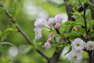 满池芬芳，春意盎然，满庭芬芳的意思是什么