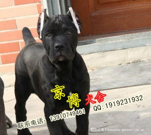 纯种卡斯罗犬价格 纯种卡斯罗幼犬 北京哪里卖卡斯罗 