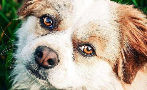 狗狗眼睛,有这5种情况,代表它生病了 