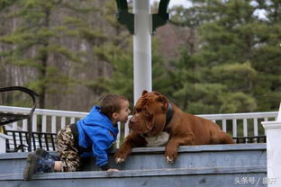 世界最大的比特犬重90公斤,它生了8个宝宝价值50万美元 